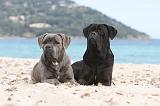 CANE CORSO 627